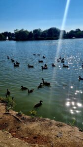 sosto lac